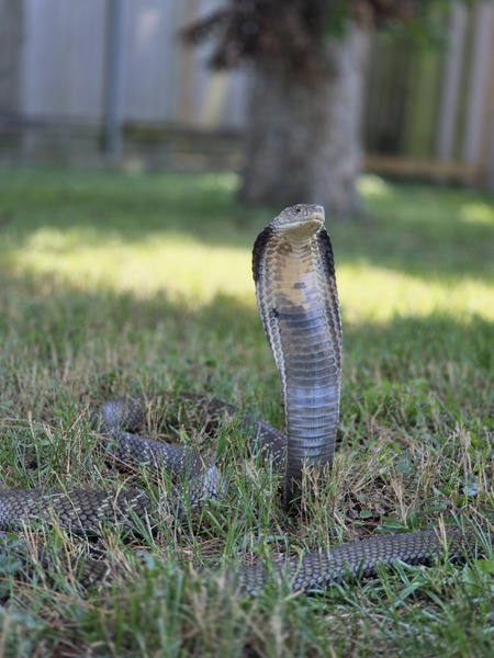 Entry image for Ceasar. Clicking this image will show a larger photo