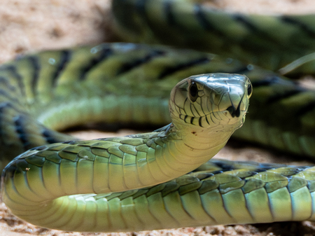 Entry image for Mamba No. 5. Clicking this image will show a larger photo