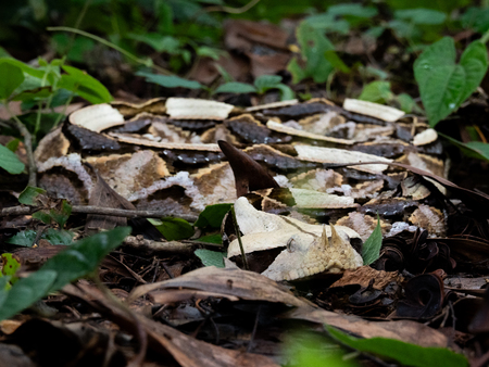 Entry image for Leaf Me Be. Clicking this image will show a larger photo