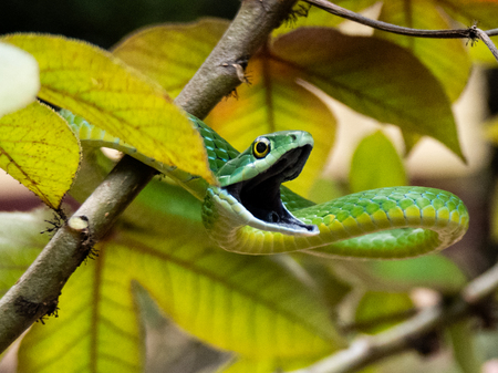 Entry image for Guinea a Smile!. Clicking this image will show a larger photo