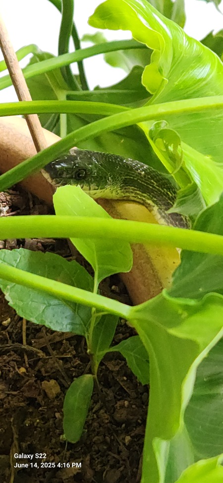 Entry image for Peekaboo! . Clicking this image will show a larger photo