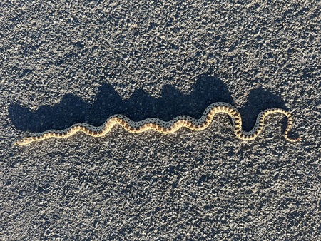 Entry image for Snake Sunset. Clicking this image will show a larger photo