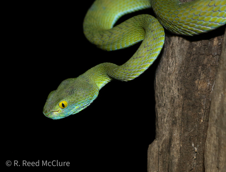 Entry image for Bangkok Night Wildlife. Clicking this image will show a larger photo