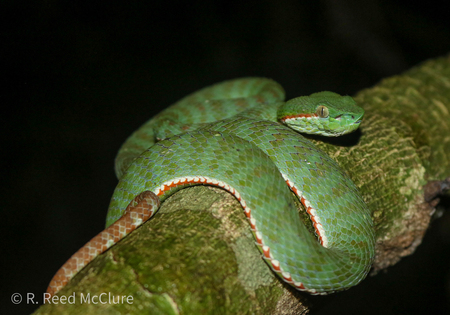 Entry image for Sabah-sdee Krap. Clicking this image will show a larger photo