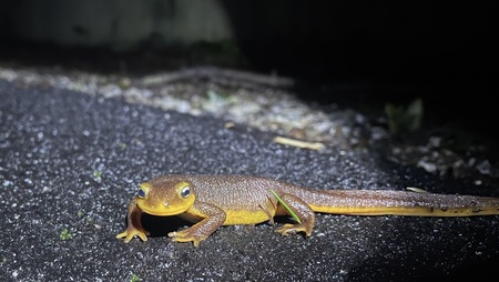 Entry image for California newt migration. Clicking this image will show a larger photo