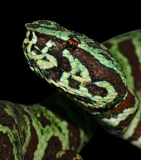 Entry image for “Cloaked in Moss and Emerald“. Clicking this image will show a larger photo