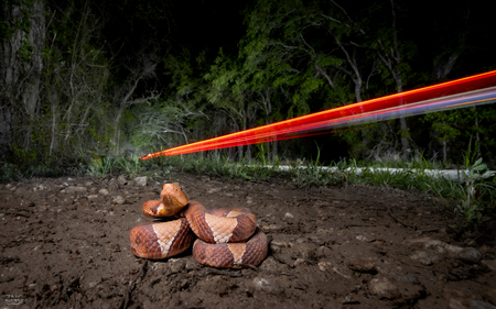 Entry image for Heads and Tail(light)s. Clicking this image will show a larger photo