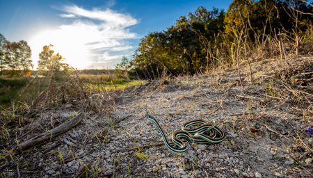 Entry image for Ribbon at sunset. Clicking this image will show a larger photo
