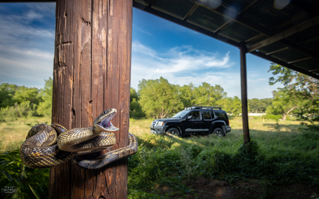 Entry image for Ratsnake Rage. Clicking this image will show a larger photo