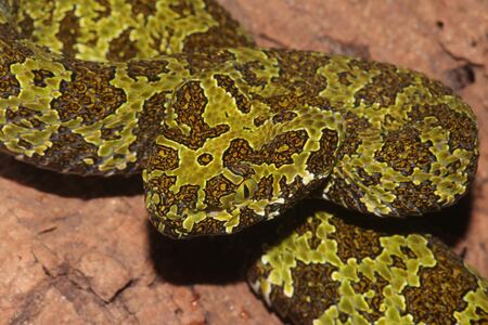 Entry image for Lichen Look-alike. Clicking this image will show a larger photo