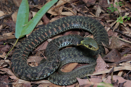 Entry image for Venomous or Poisonous? Sometimes it's both.. Clicking this image will show a larger photo