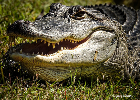 Entry image for Say Cheese! . Clicking this image will show a larger photo