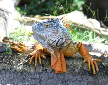 Entry image for Iguana. Clicking this image will show a larger photo