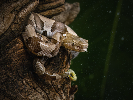 Entry image for CopperRain. Clicking this image will show a larger photo