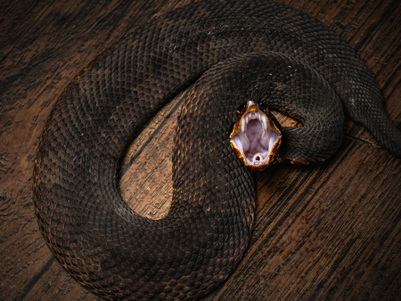 Entry image for Cognizant Cottie. Clicking this image will show a larger photo