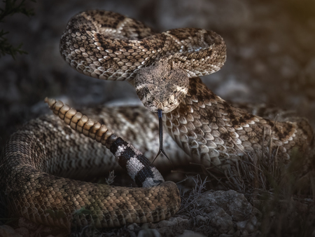 Entry image for Apprehensive Atrox. Clicking this image will show a larger photo