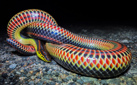 Entry image for OVER THE RAINBOW . Clicking this image will show a larger photo