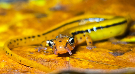 Entry image for A cirri-ously cool salamander . Clicking this image will show a larger photo