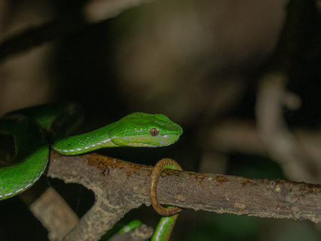 Entry image for Red Tail. Clicking this image will show a larger photo