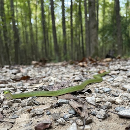 Entry image for Little Derpie. Clicking this image will show a larger photo