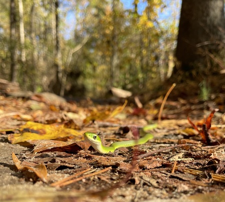 Entry image for Little Derpie. Clicking this image will show a larger photo