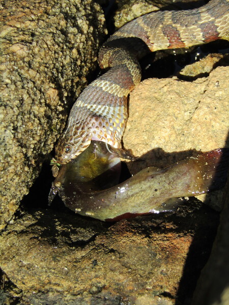 Entry image for Madtom caught. Clicking this image will show a larger photo