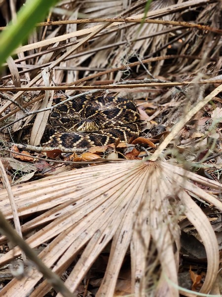 Entry image for Eastern Diamondback In Situ. Clicking this image will show a larger photo