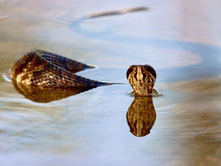 Entry image for Swimming in the Glades. Clicking this image will show a larger photo