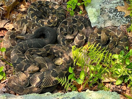 Entry image for Count the coils. Clicking this image will show a larger photo