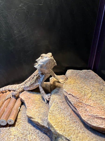 Entry image for Olive. Clicking this image will show a larger photo