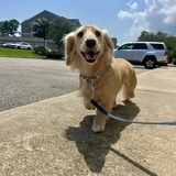 Entry image for Gelato