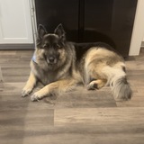 Entry image for Simba Squires