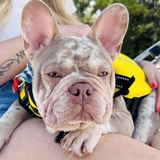 Entry image for Cheese