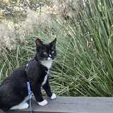 Entry image for Poncho 