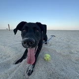 Entry image for Ranger