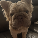 Entry image for Teddy