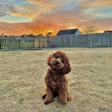 Entry image for Cody