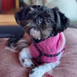 Entry image for Trixie The Rescue Shihtzu