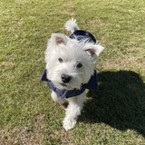 Entry image for Otto 