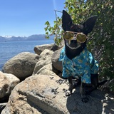 Entry image for Skipper