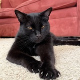 Entry image for Charlie