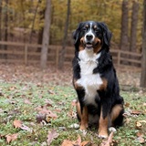 Entry image for Lainey