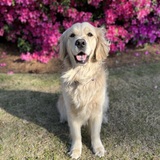 Entry image for Reynolds