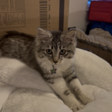 Entry image for Mochi 