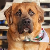 Entry image for Moose