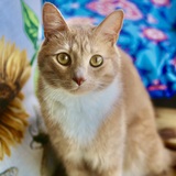 Entry image for Pumpkin