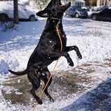 Entry image for Echo