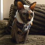 Entry image for Freya