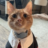 Entry image for Cheddar