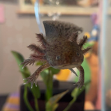 Entry image for Toothless